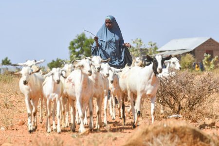 في المنطقة الصومالية بإثيوبيا.. تبني النساء الأعمال التجارية والقدرة على الصمود في وجه تغير المناخ