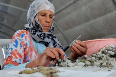جهود لتثمين دور المرأة التونسية في مجالات الأسرة والإدماج الاقتصادي